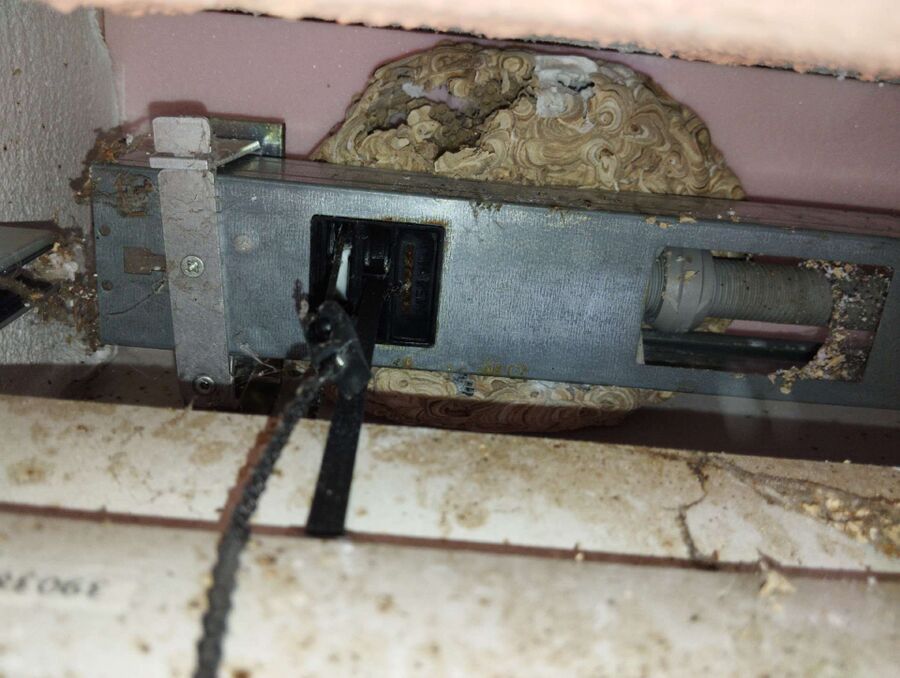 ruche abeille maison que faire