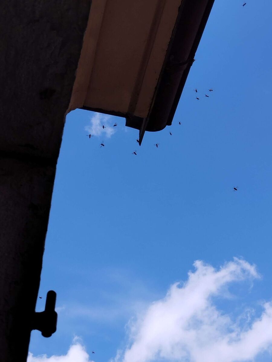 nid d abeille que faire