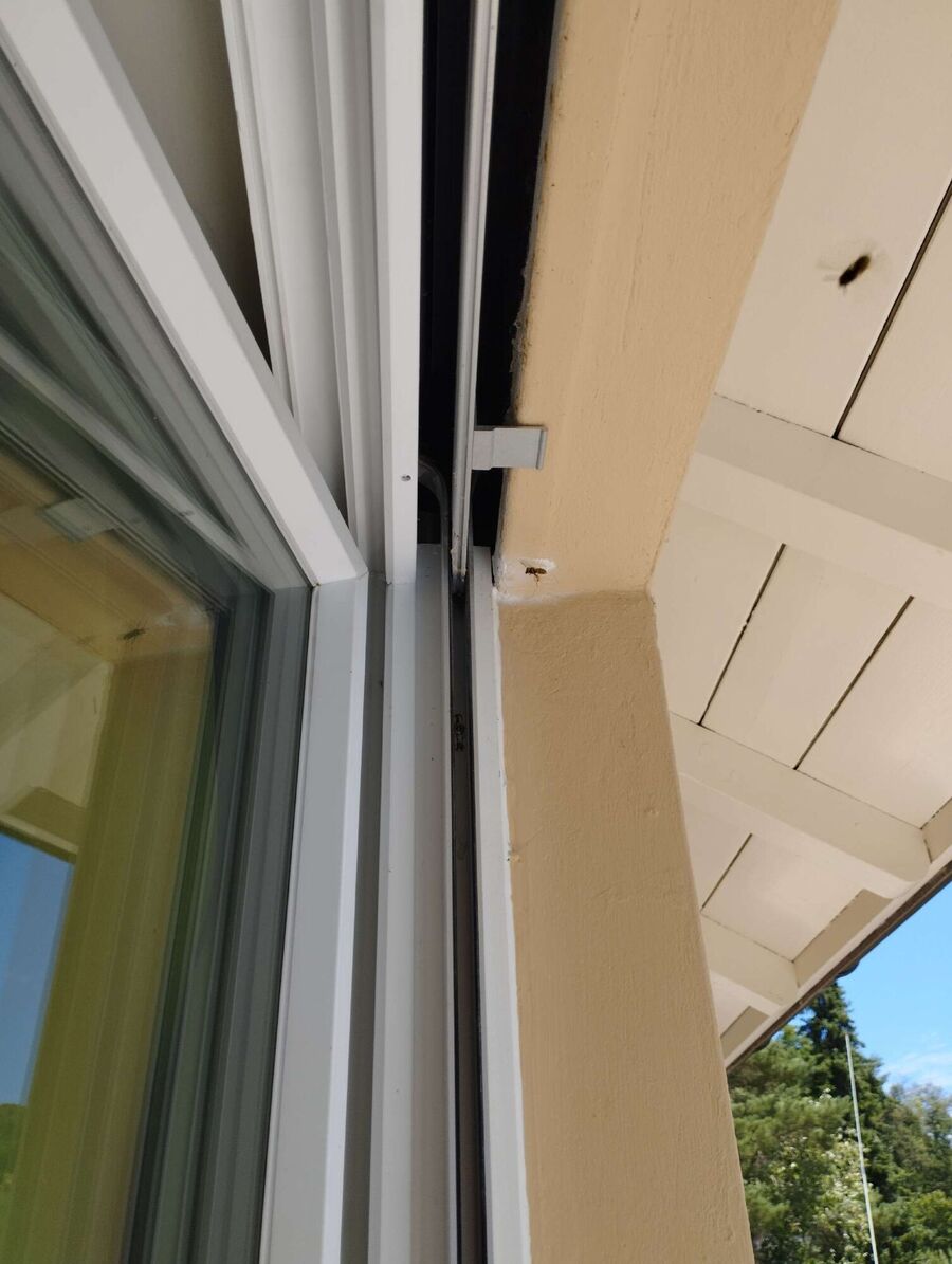 ruche abeille maison que faire