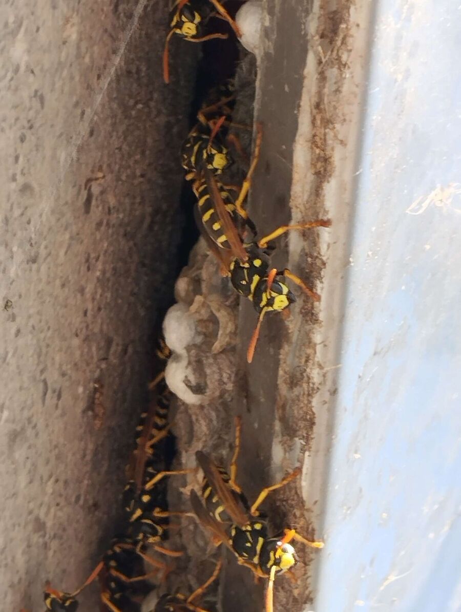 nid d abeille que faire