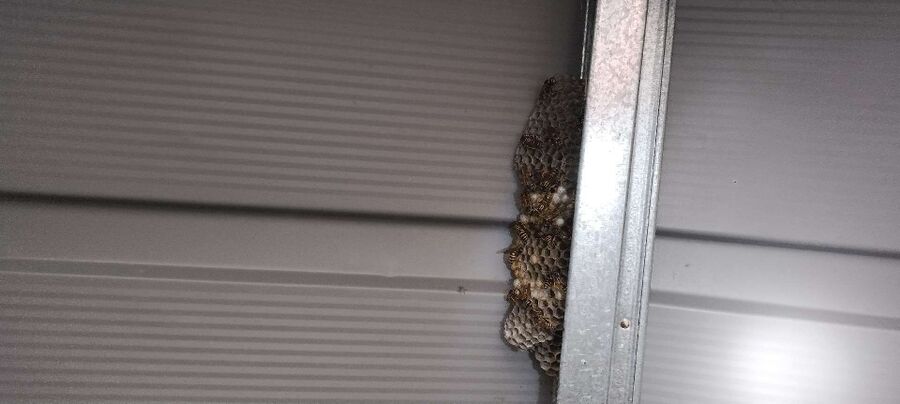 nid d abeille que faire