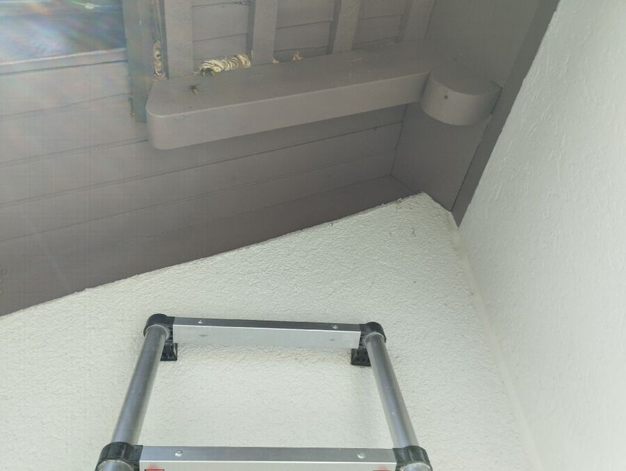 ruche abeille maison que faire