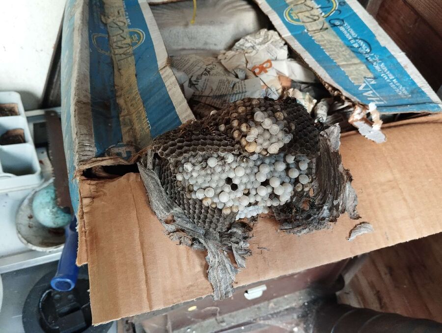 ruche abeille maison que faire