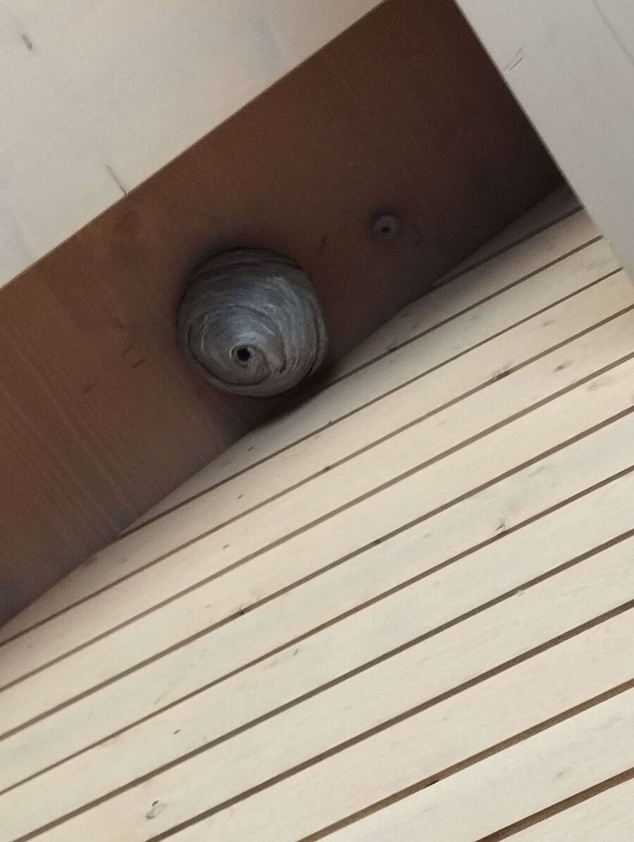 essaim d abeille enlevement