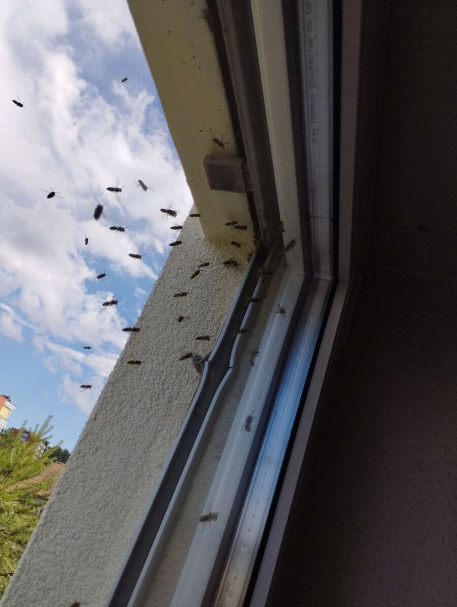 enlever un nid d abeille