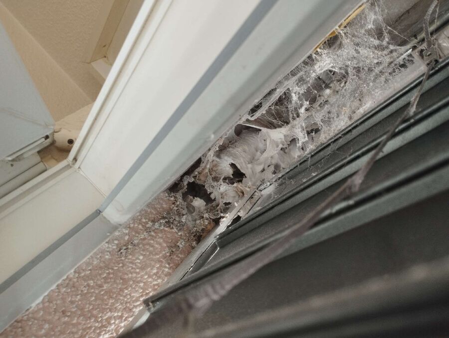 essaim d abeille enlevement