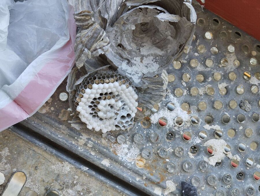 nid d abeille que faire