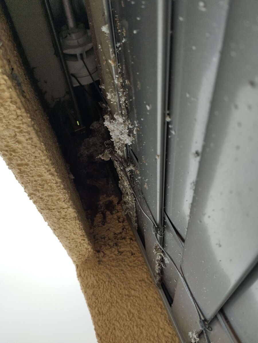 essaim d abeille enlevement