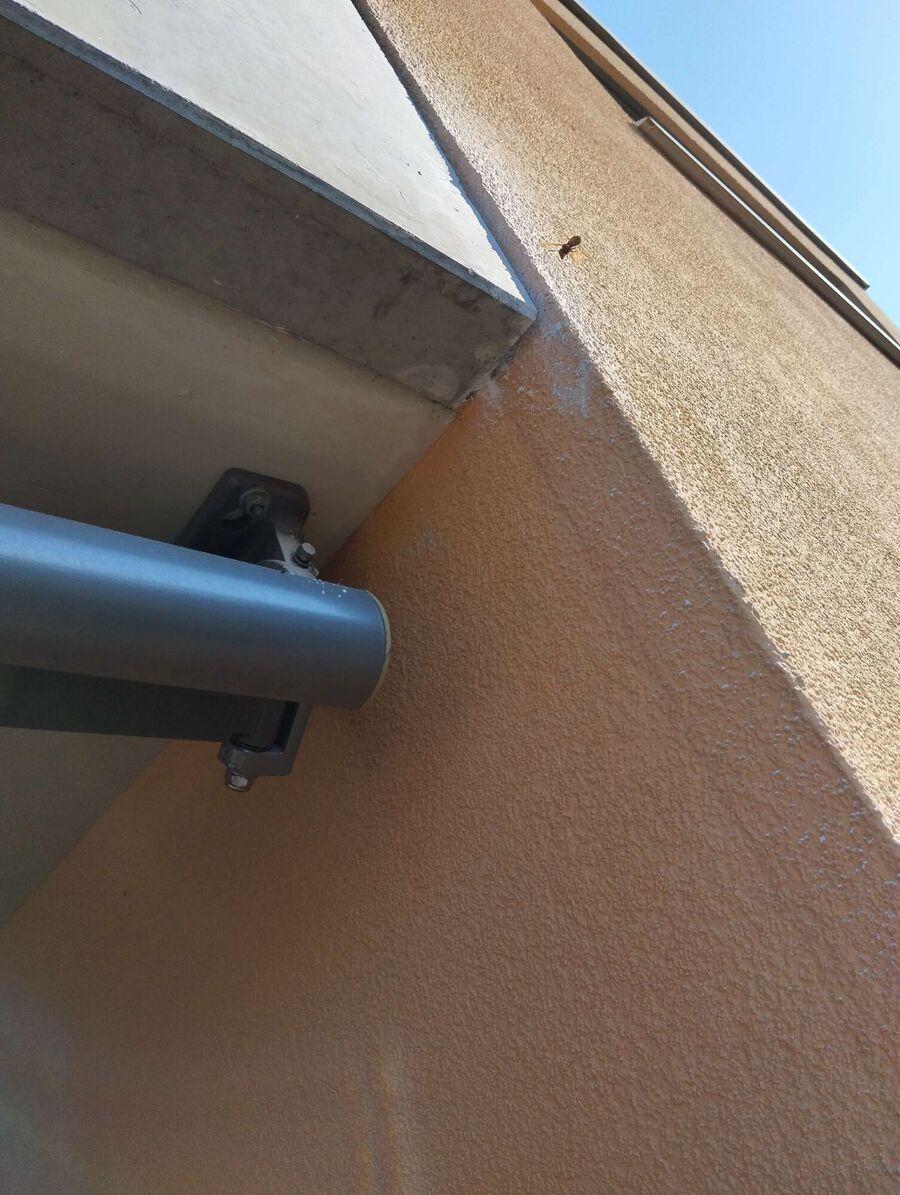 essaim d abeille enlevement