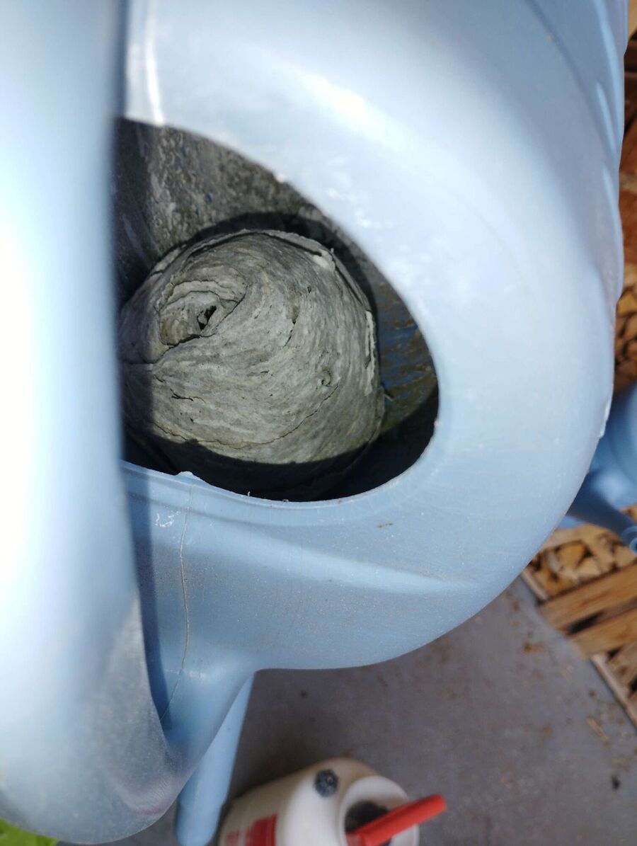 essaim d abeille enlevement