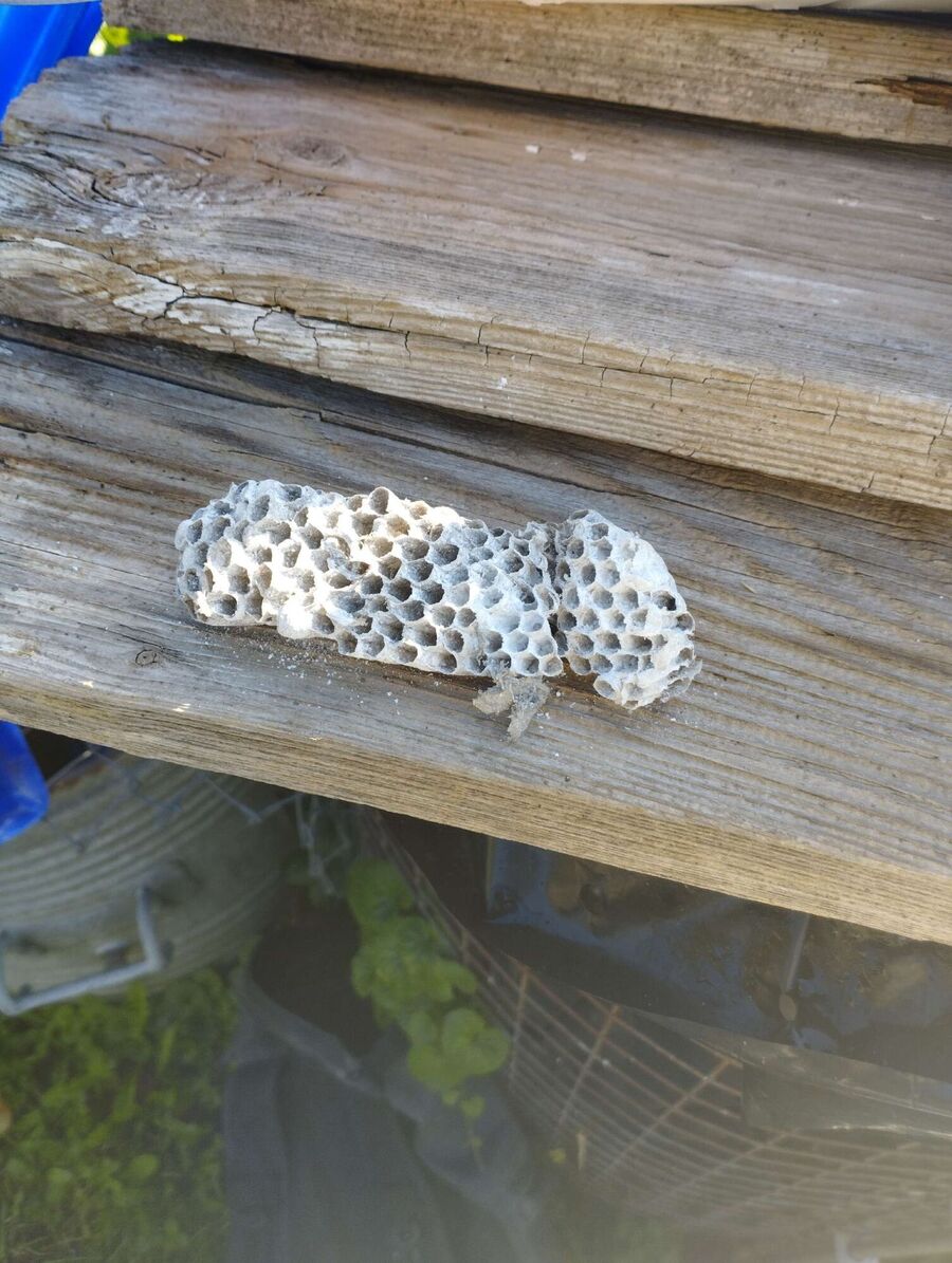 ruche abeille maison que faire