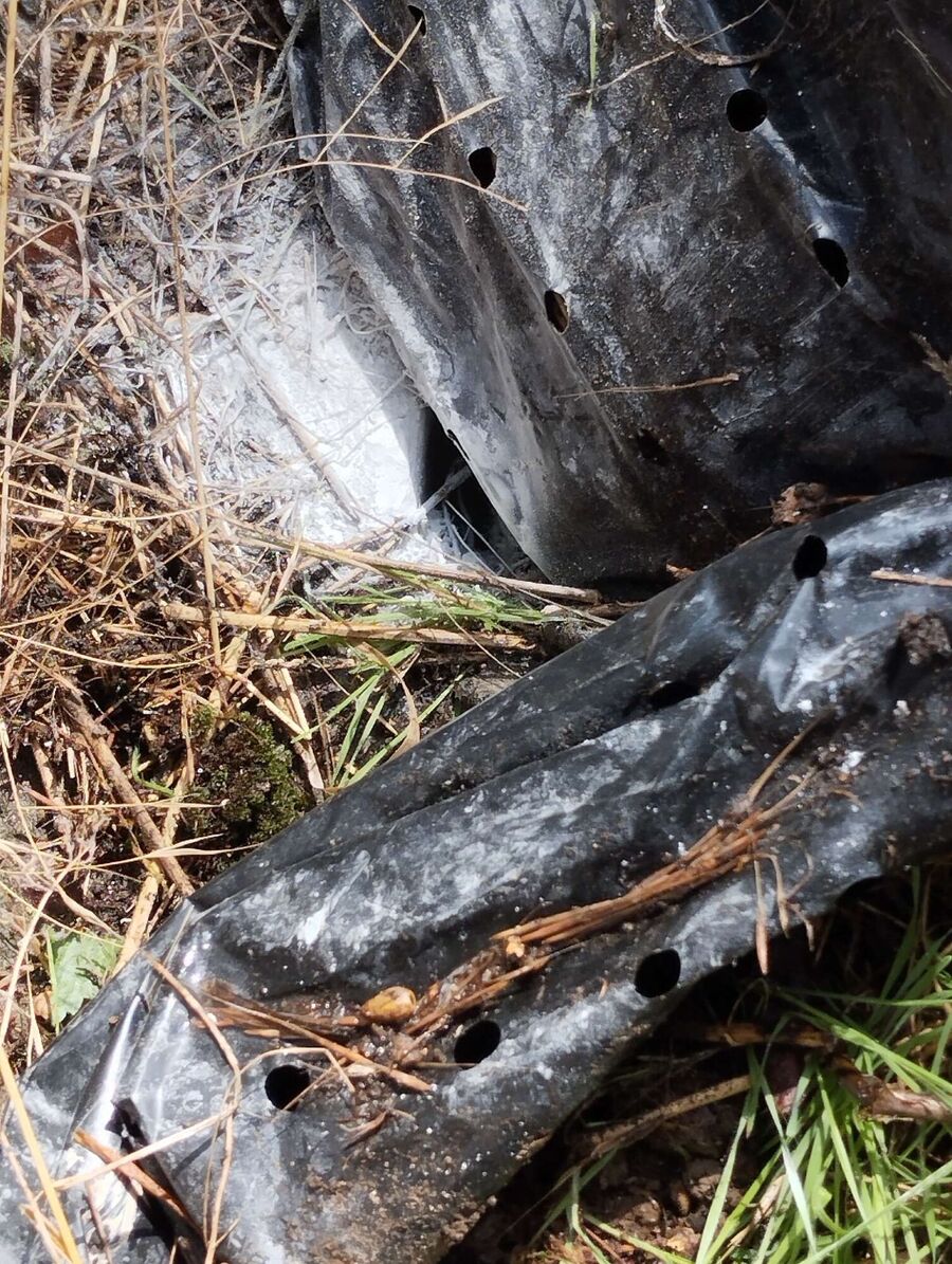 essaim d abeille enlevement