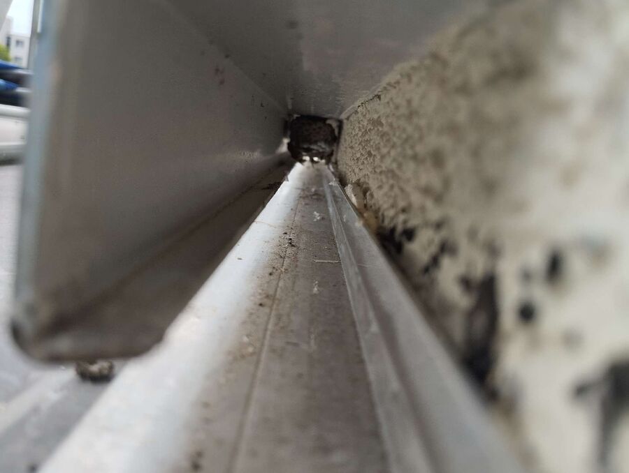 essaim d abeille enlevement