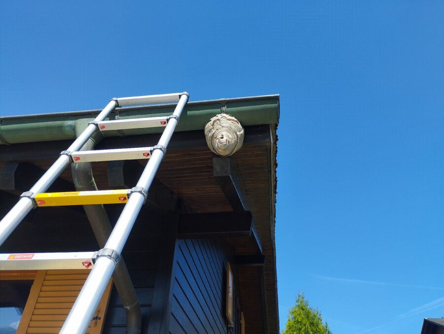 essaim d abeille enlevement