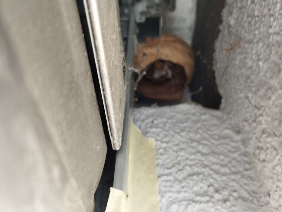 nid d abeille que faire