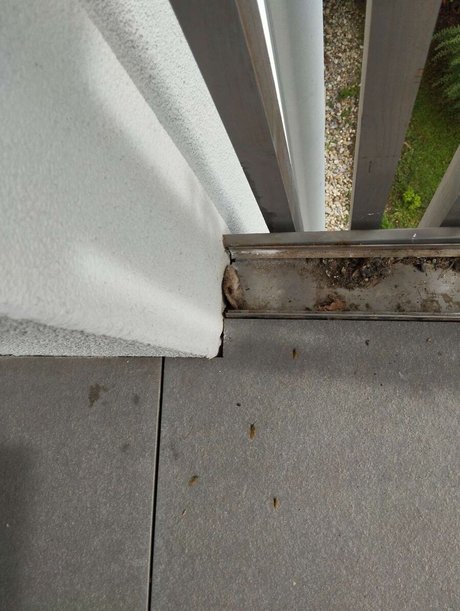 ruche abeille maison que faire