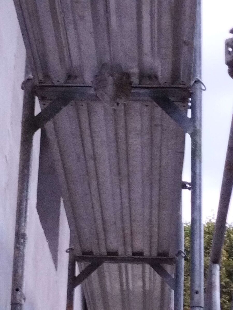 ruche abeille maison que faire