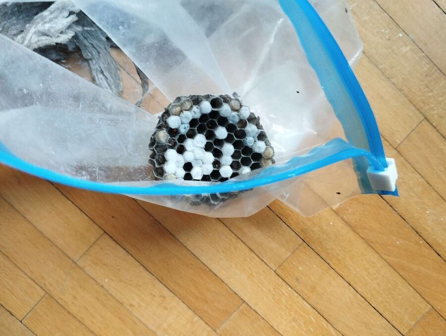 ruche abeille maison que faire