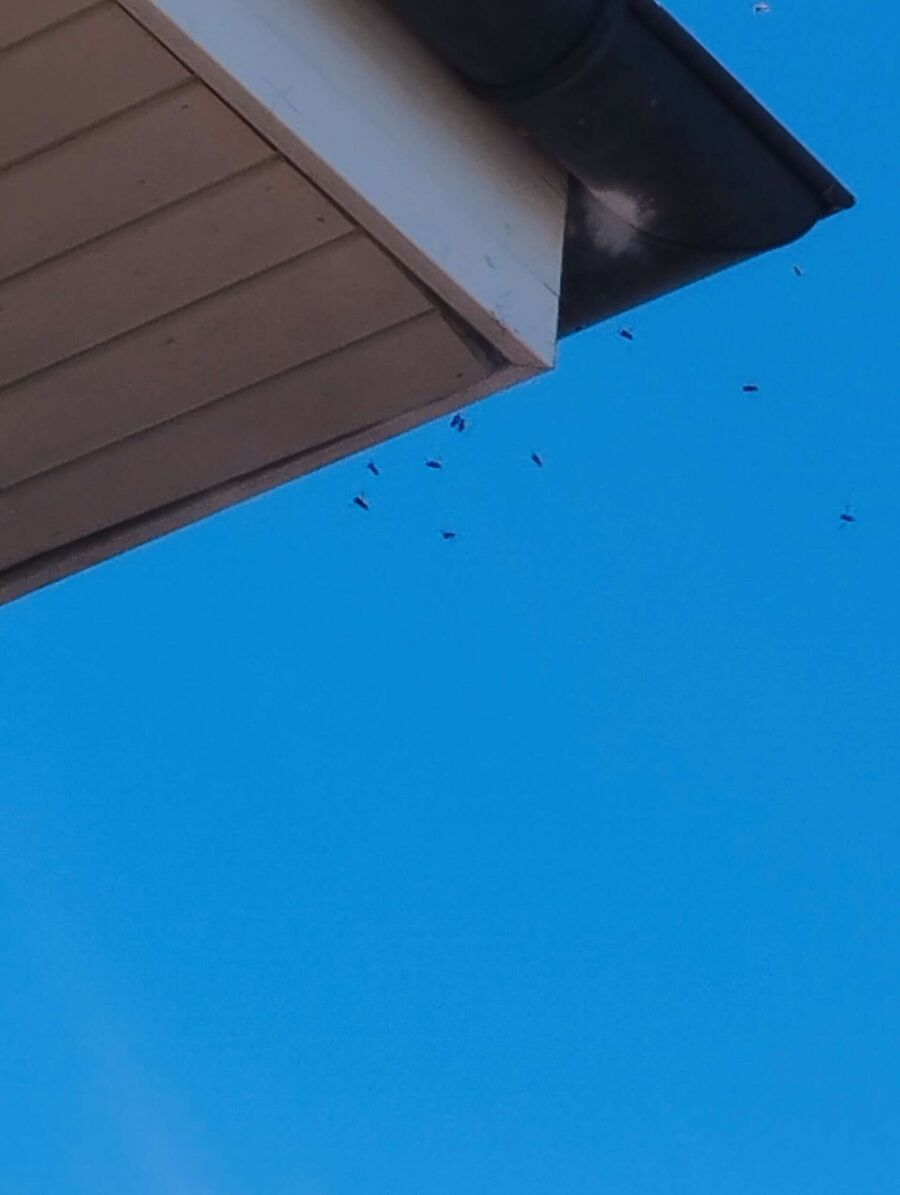 nid d abeille que faire