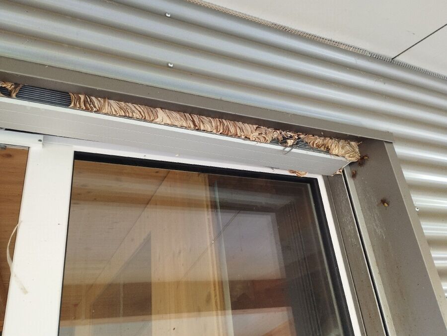 ruche abeille maison que faire