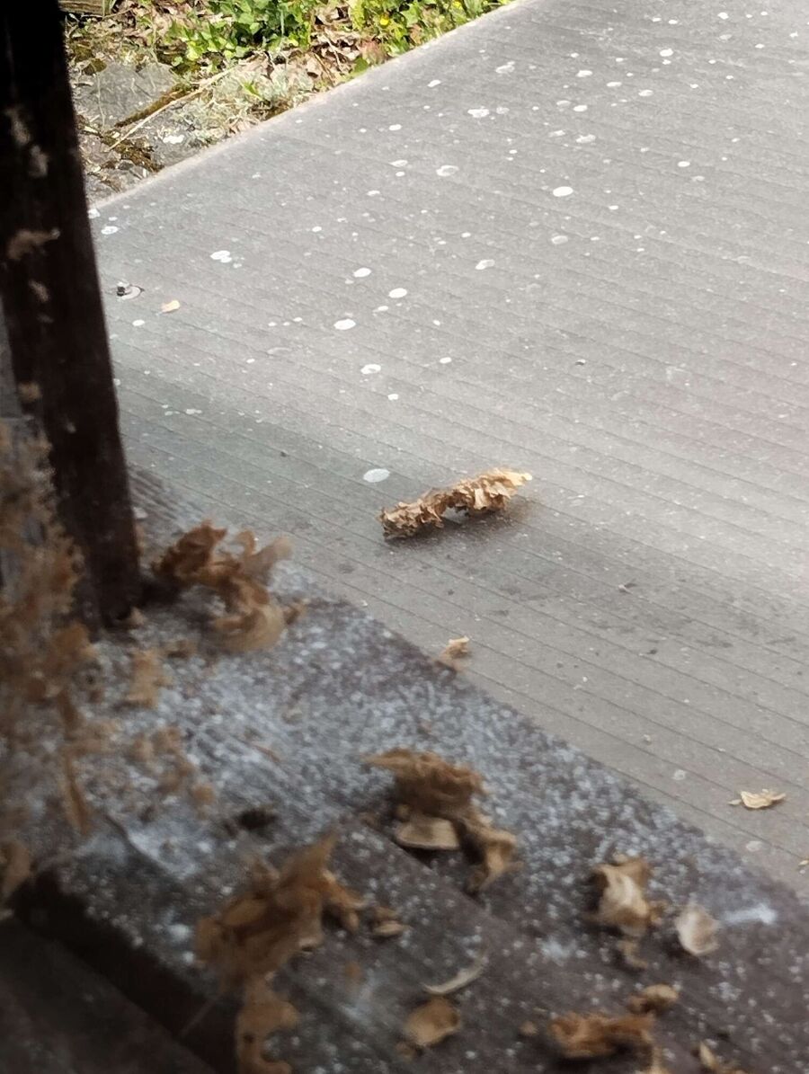 enlever un nid d abeille