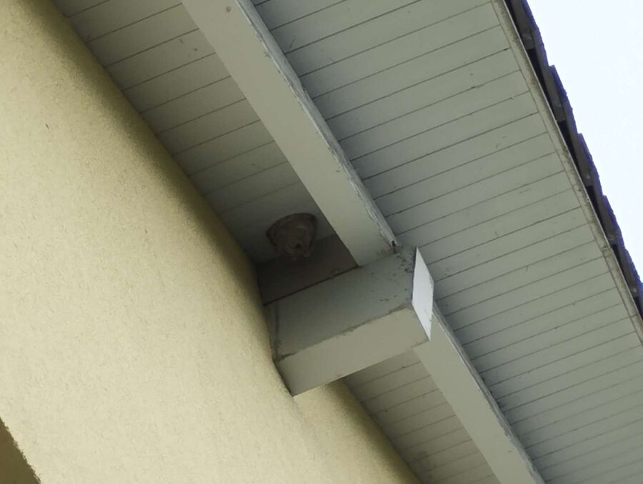 essaim d abeille enlevement