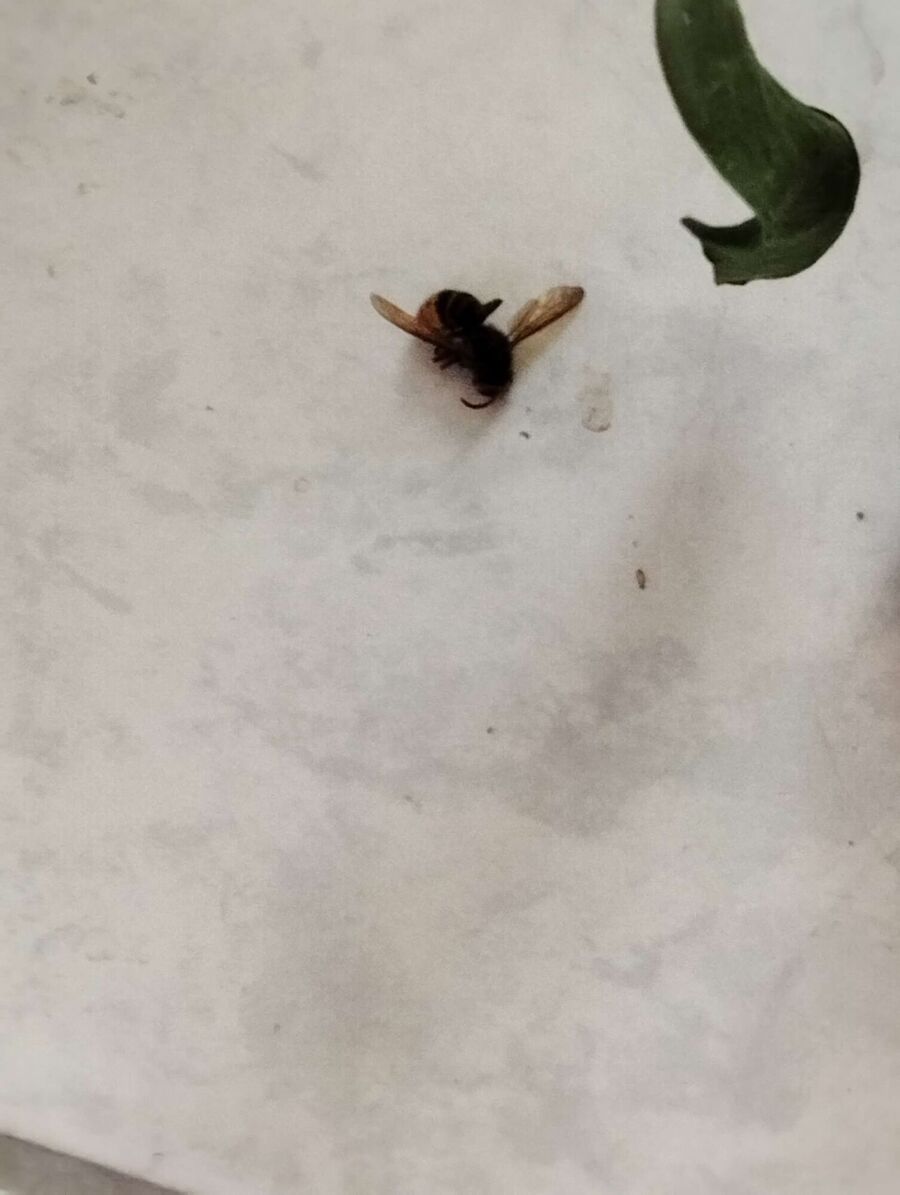 nid d abeille que faire