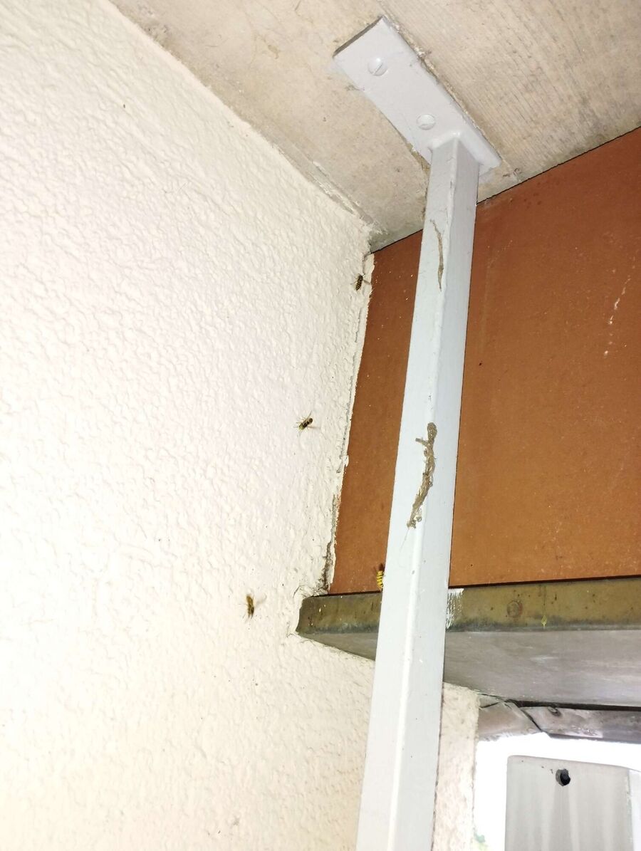 ruche abeille maison que faire