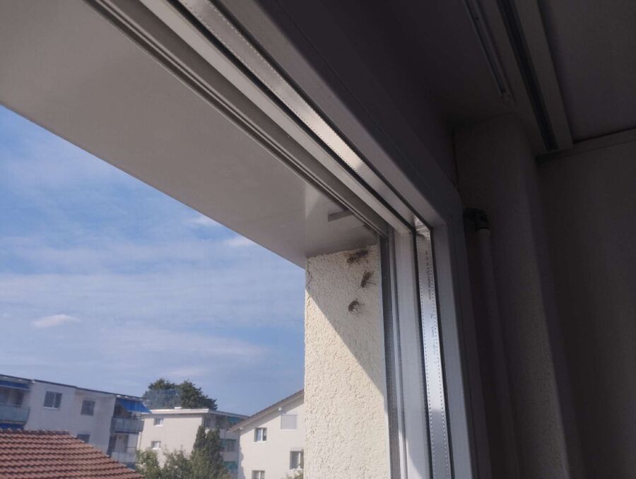 ruche abeille maison que faire