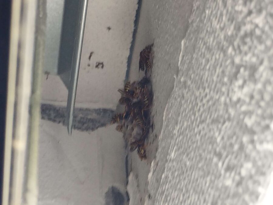 enlever un nid d abeille