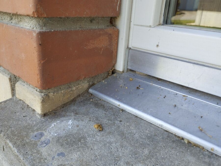 ruche abeille maison que faire