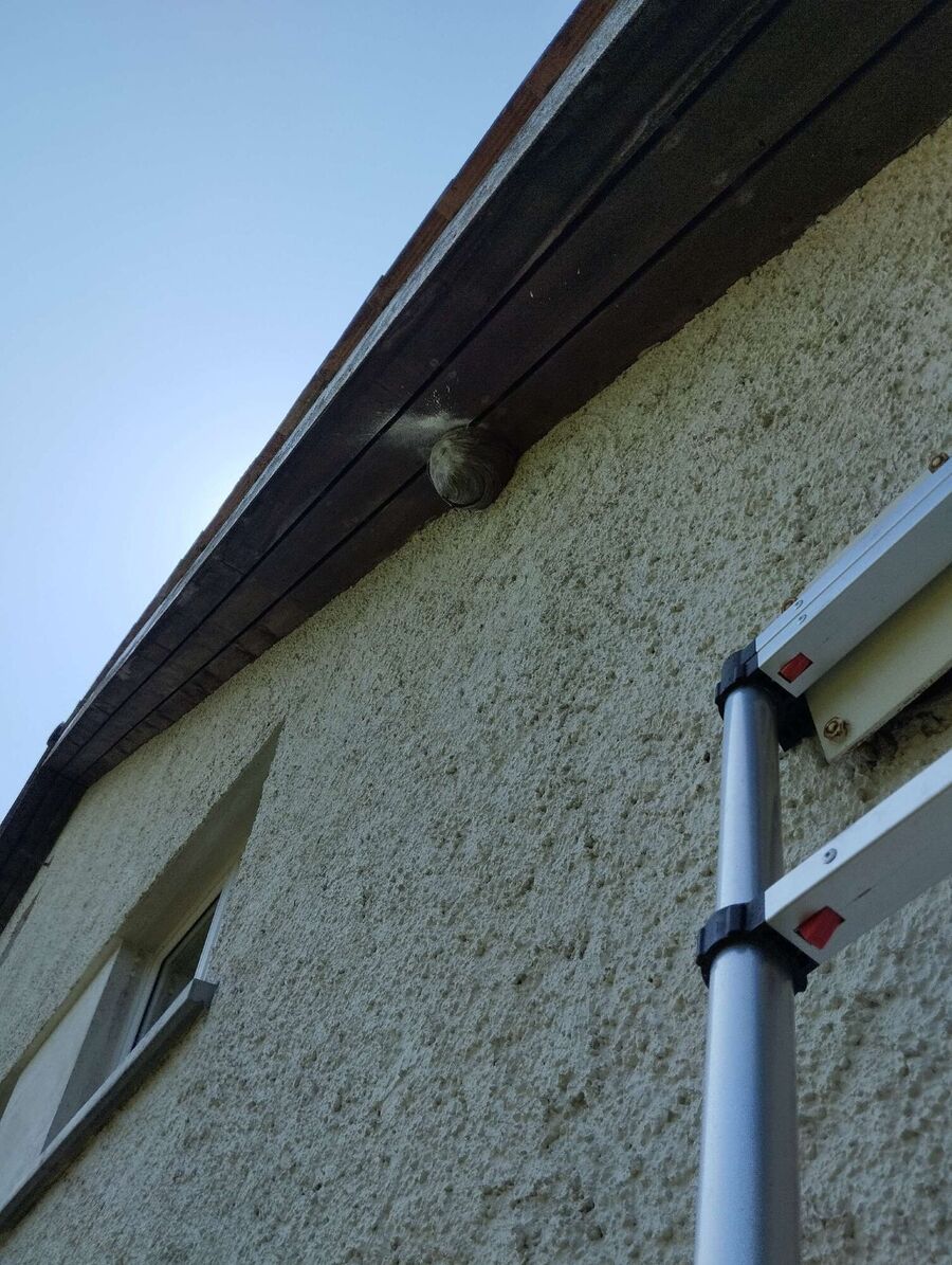 nid d abeille que faire