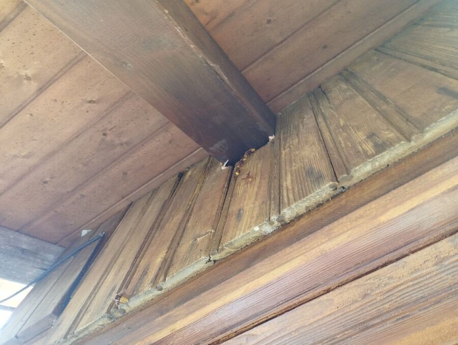 enlever un nid d abeille