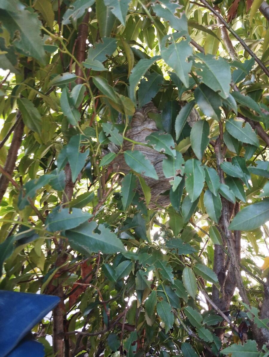 essaim d abeille enlevement