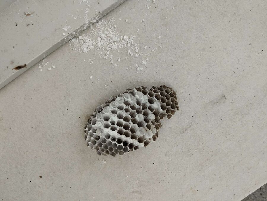 enlever un nid d abeille