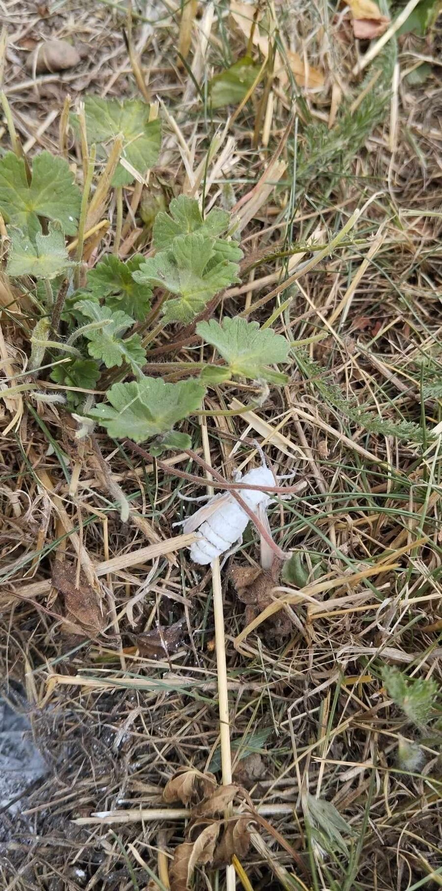 nid d abeille que faire