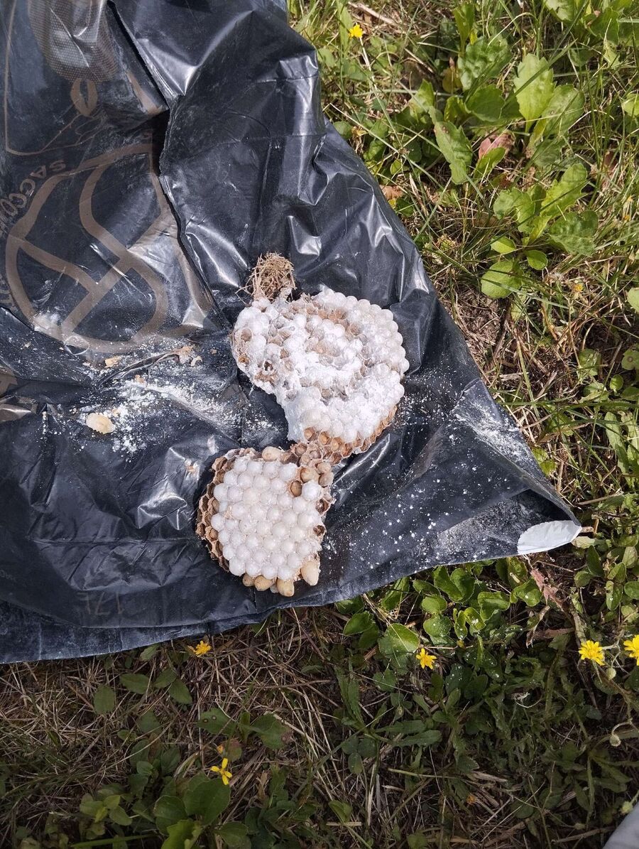 ruche abeille maison que faire