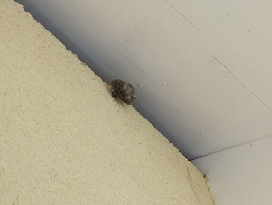 nid d abeille que faire