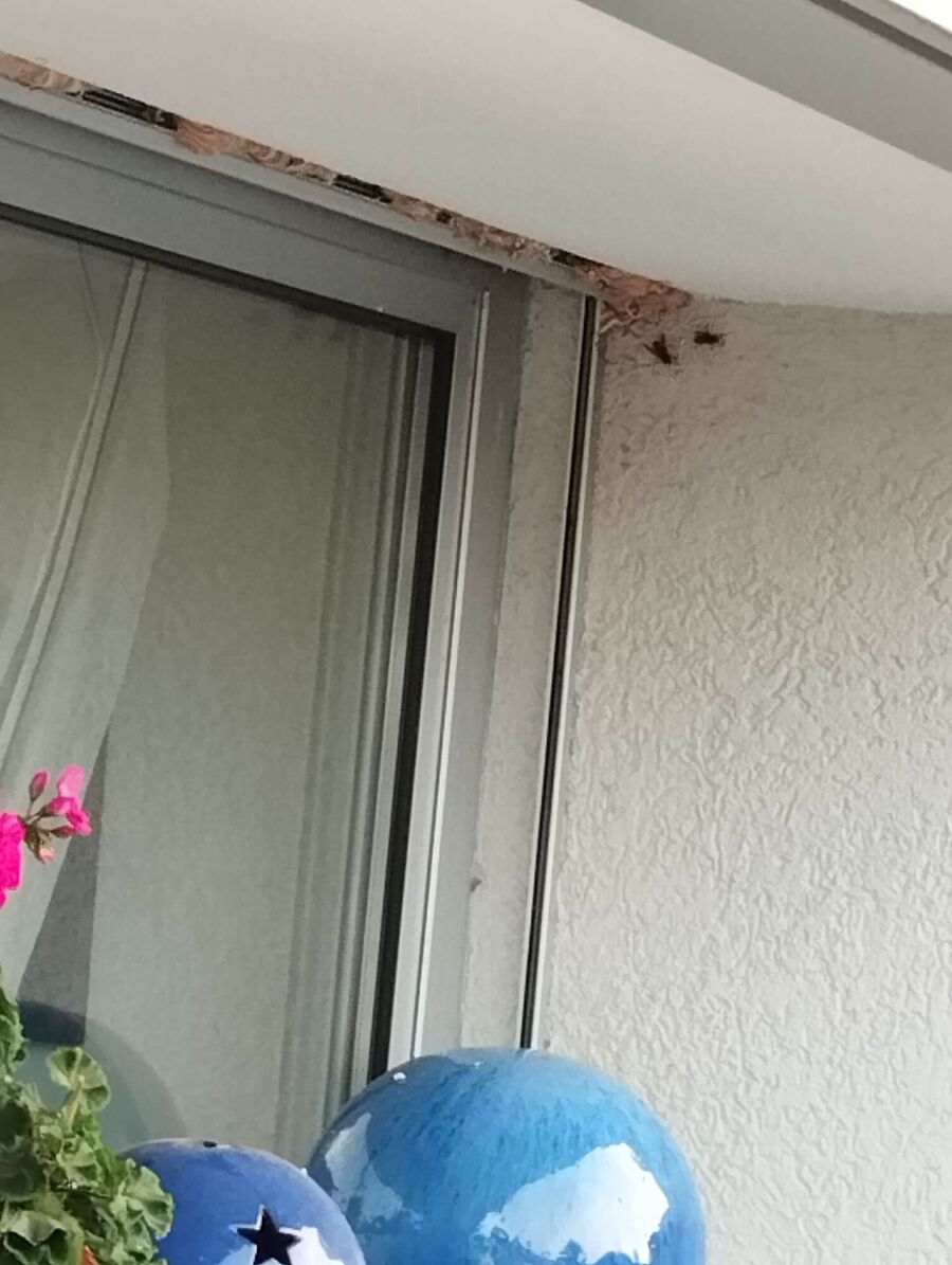 ruche abeille maison que faire