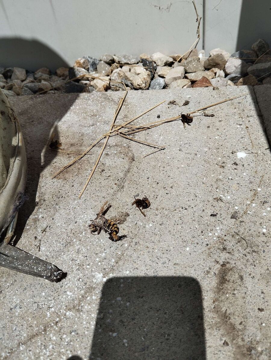 enlever un nid d abeille