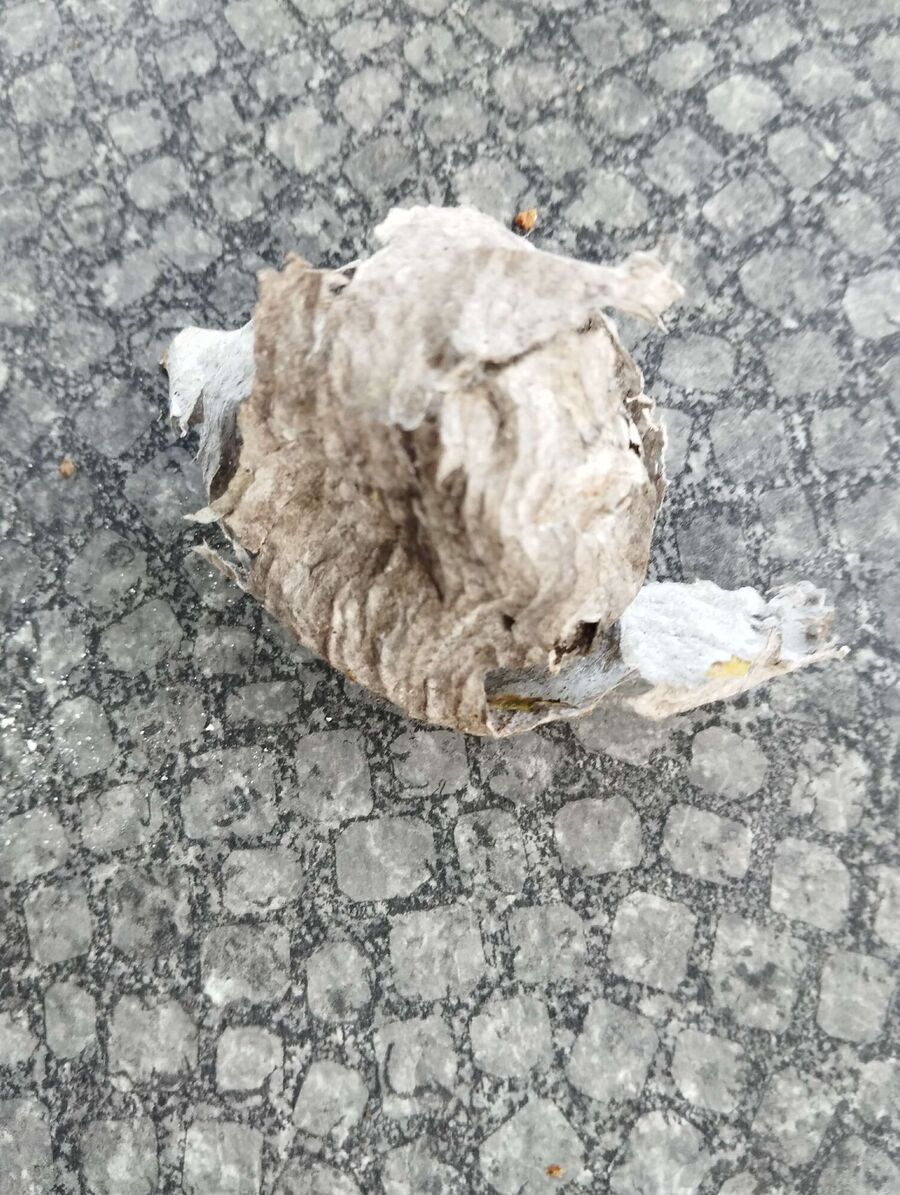 enlever un nid d abeille