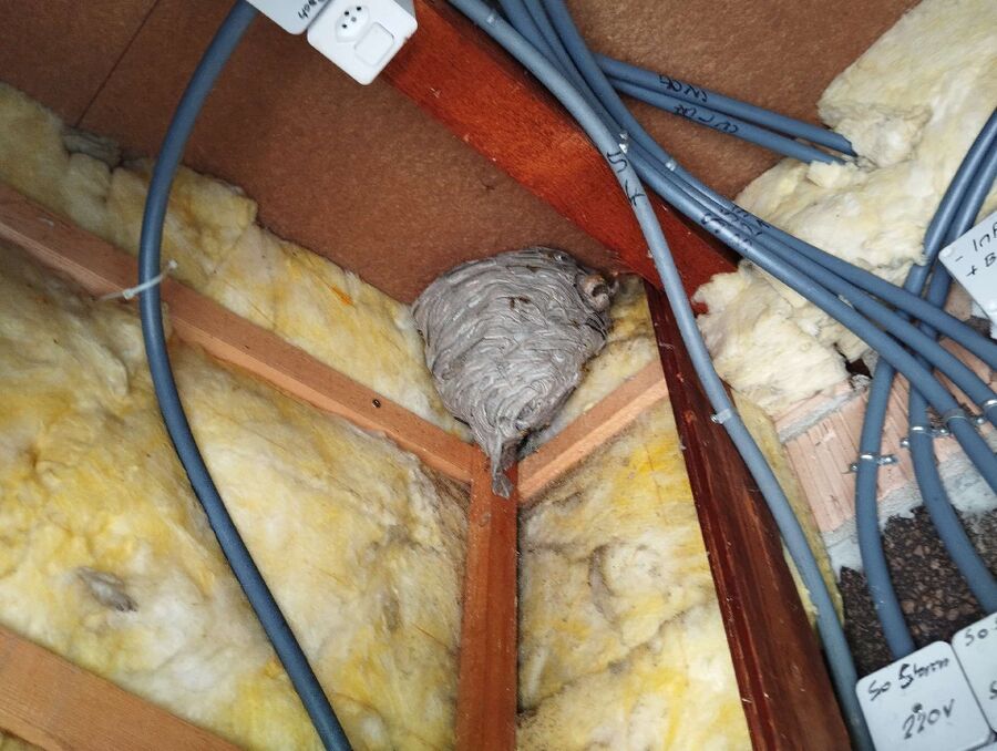 nid d abeille que faire