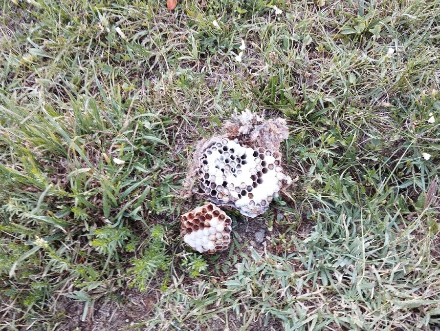 ruche abeille maison que faire