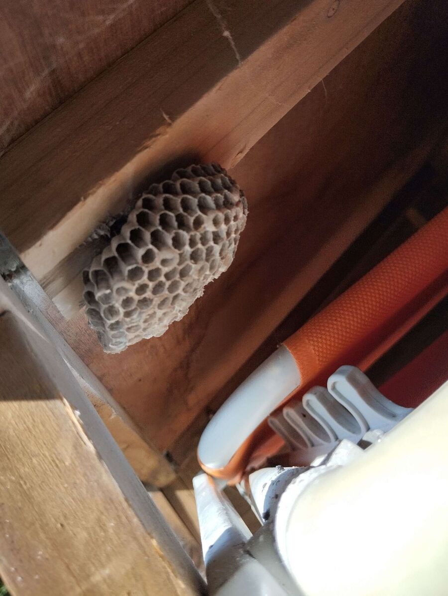 ruche abeille maison que faire