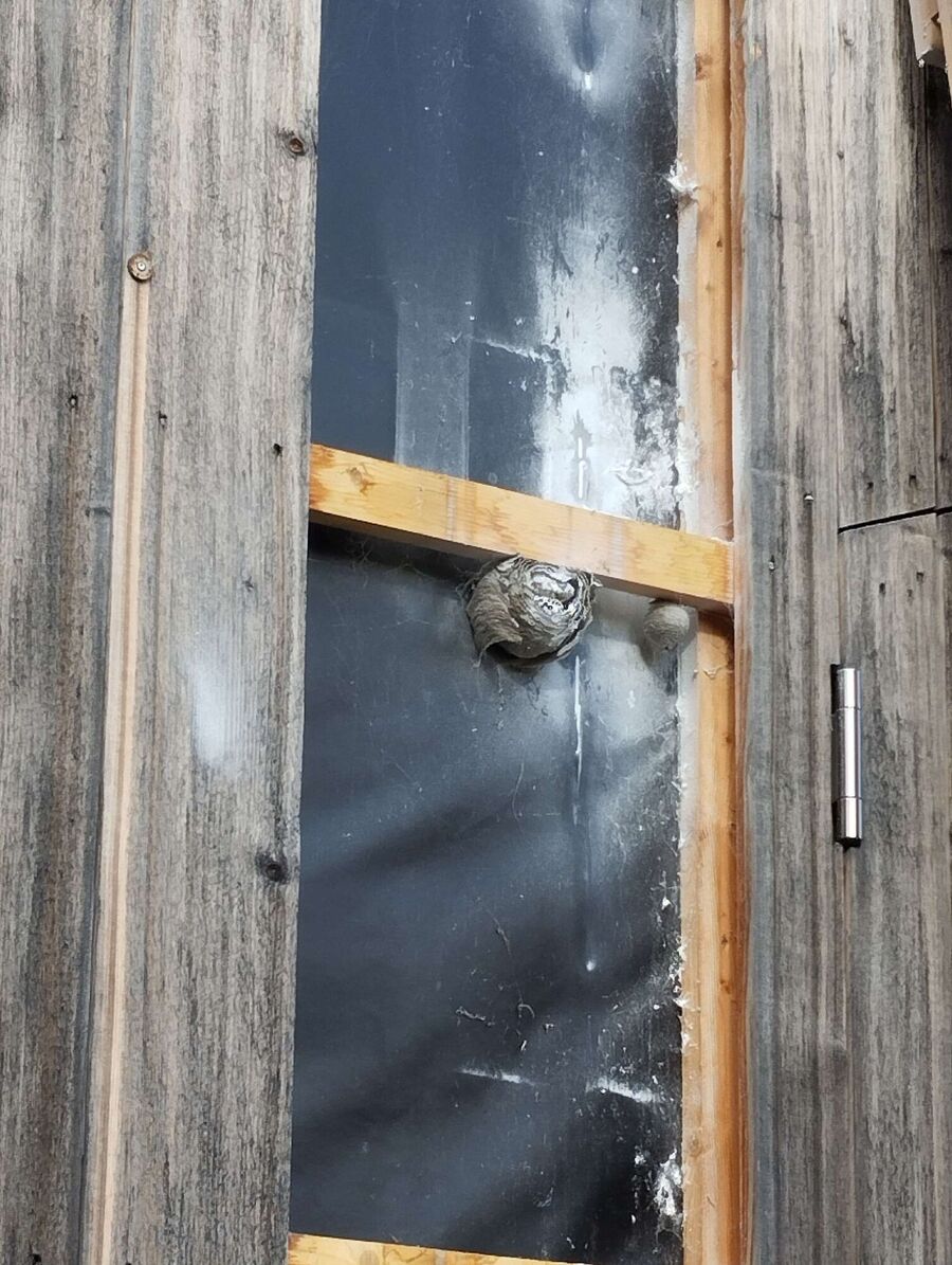 essaim d abeille enlevement