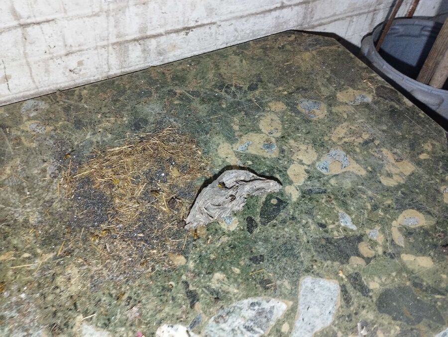 essaim d abeille enlevement