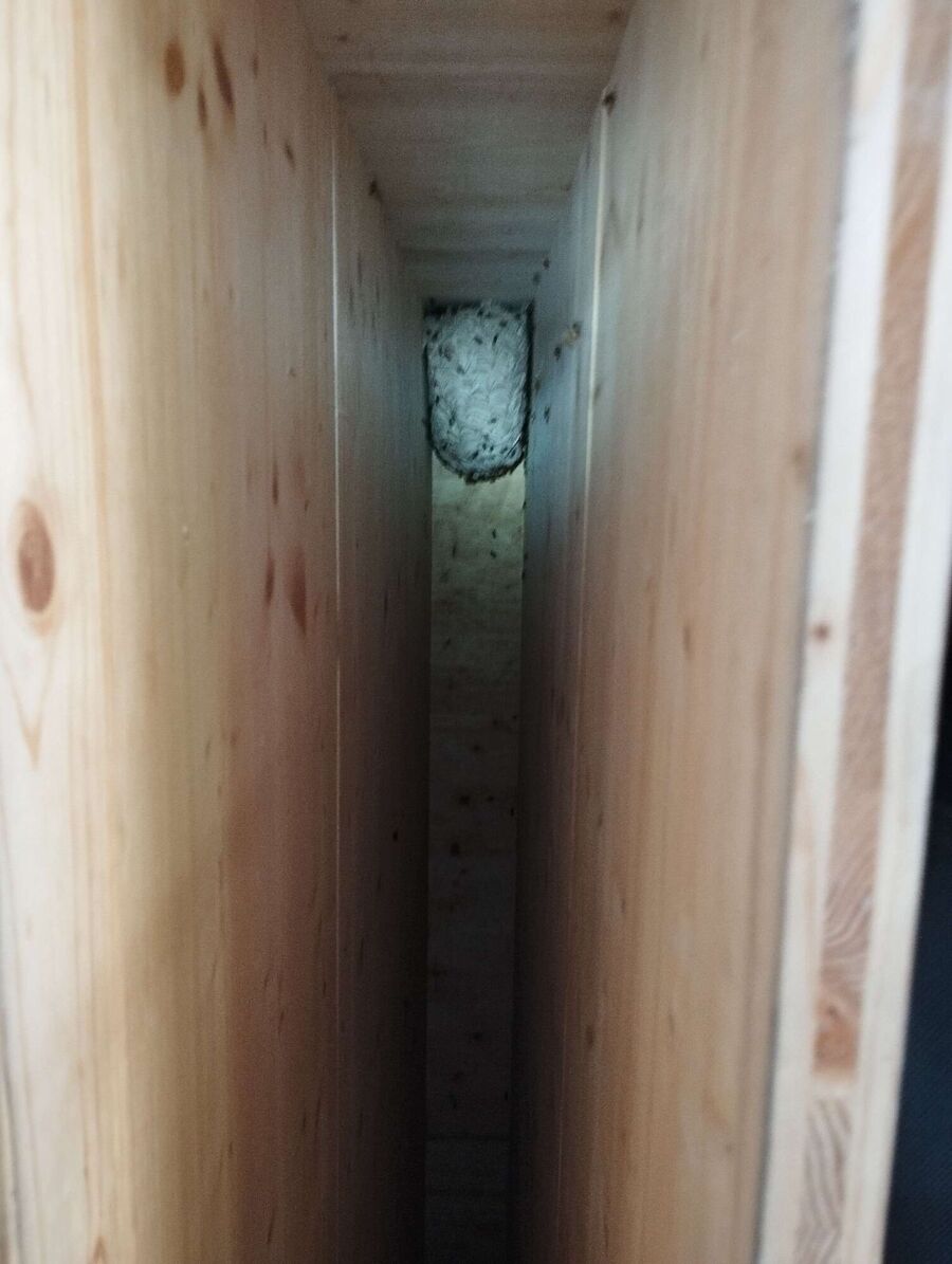 essaim d abeille enlevement