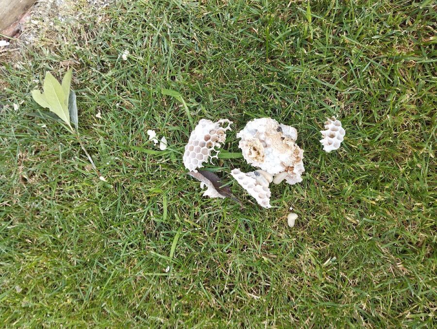 enlever un nid d abeille