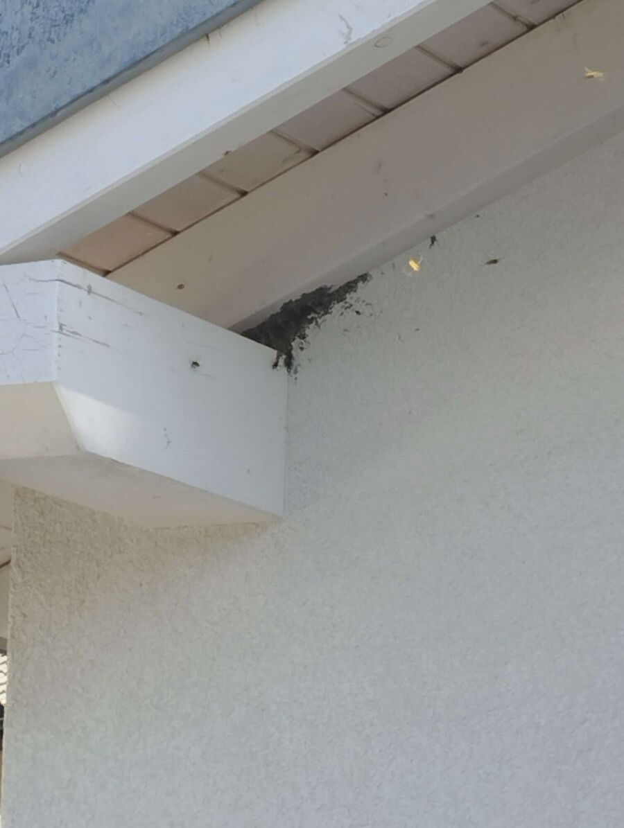 nid d abeille que faire