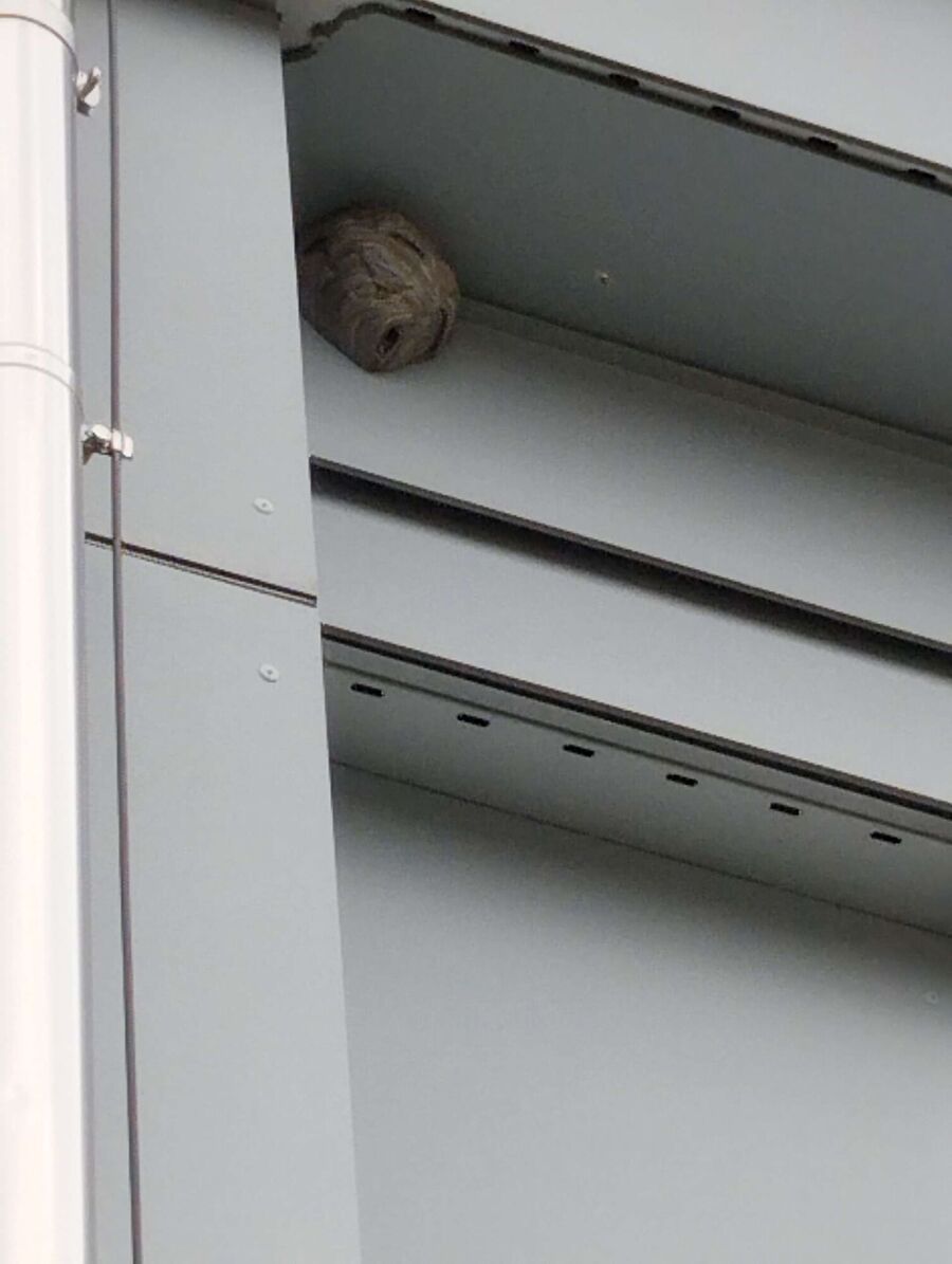 nid d abeille que faire